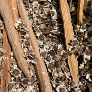 MORINGA GRAINES