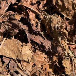 DJÉKA FEUILLES